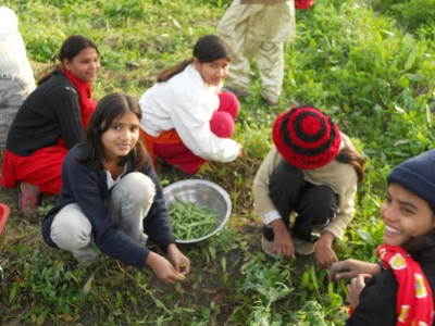 Girls in Machike Boarding School Picking Peas For Cafeteria