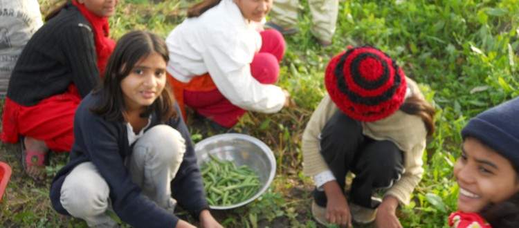 Girls in Machike Boarding School Picking Peas For Cafeteria