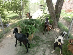 Goats for Machike Boarding School
