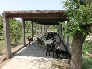 Goats for Machike Boarding School