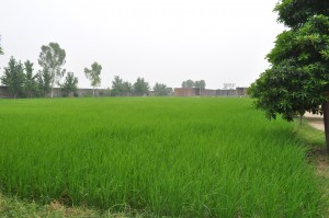 Cultivation of Land